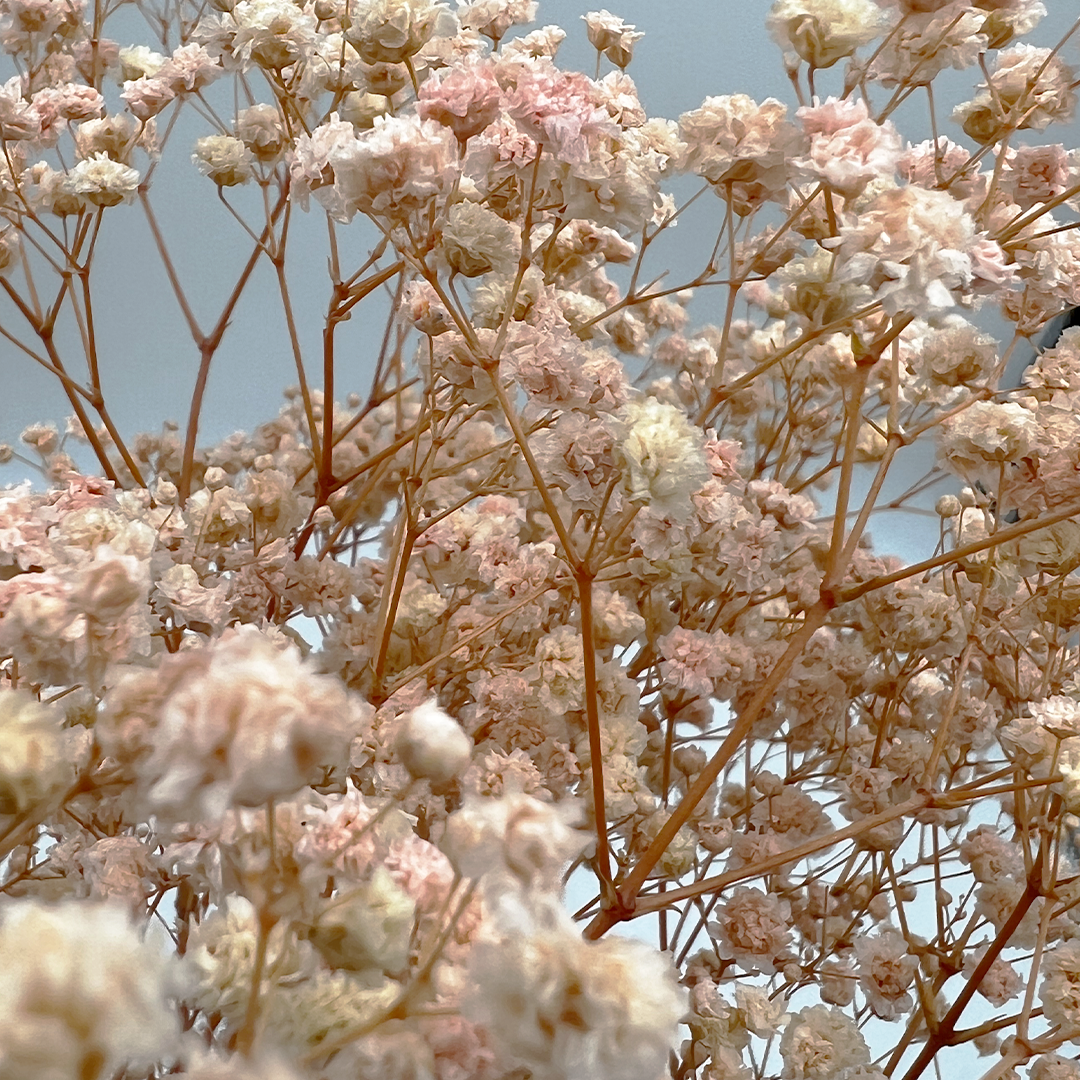 2626 Designs - Wholesale Dried/Pressed Flowers - Preserved Gypsophila, Baby's Breath,24" long13