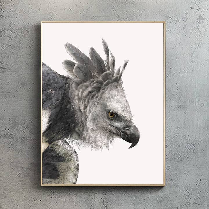 Harpy Eagle - A2/A1 Print (landscape) for wholesale by Hidden Planet