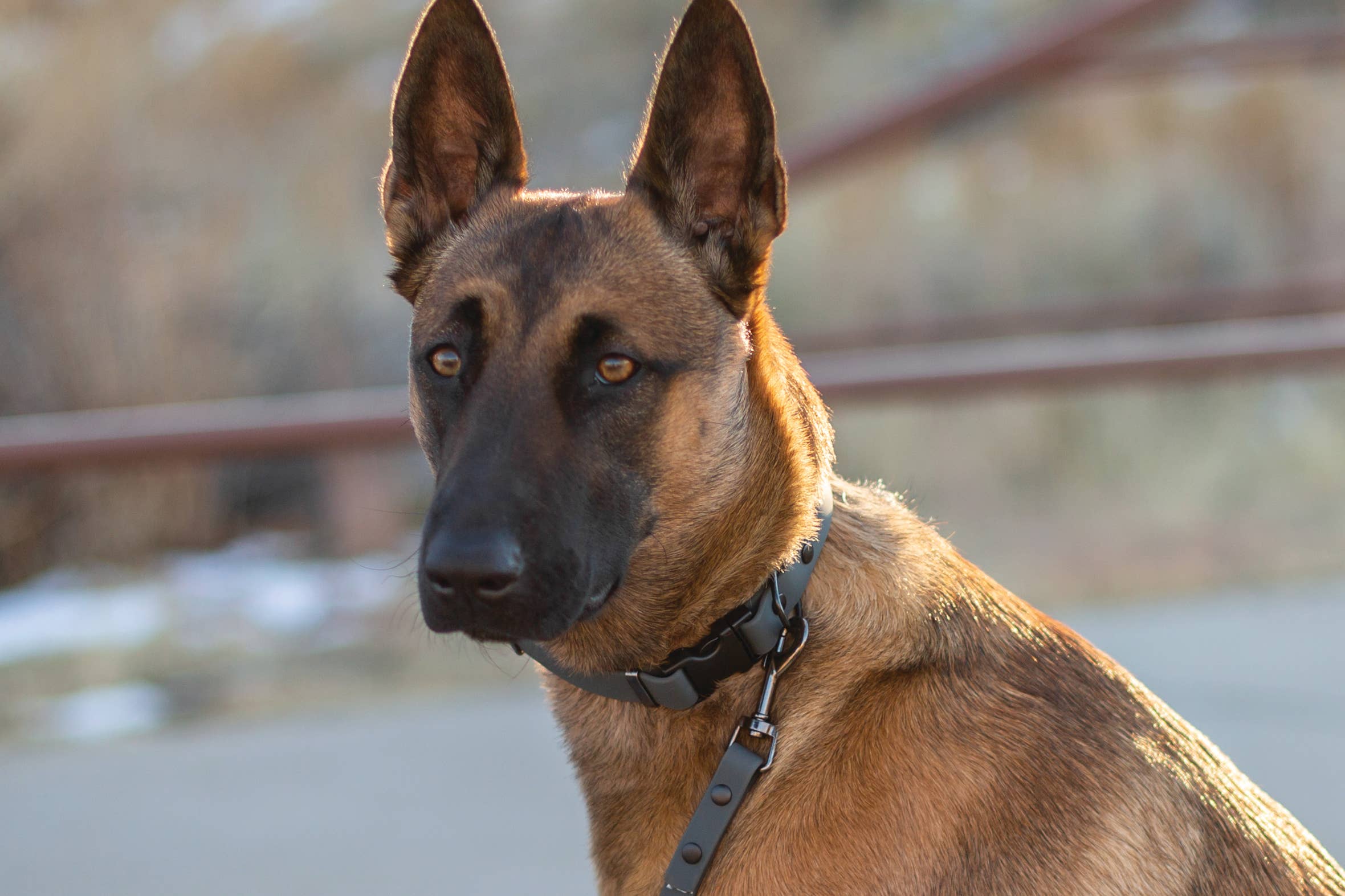 Euro-Dog Collars and Leads - Wholesale Pet Collar - Dog - Waterproof Dog Collar Soft YKK Buckle Quick Release 4