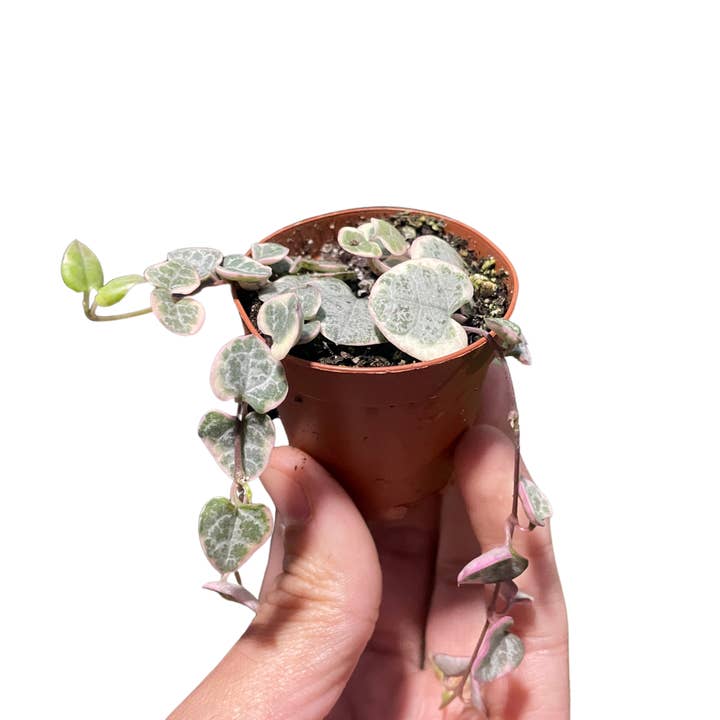 Cadena de corazones abigarrados para venta al por mayor de Rooted Treasures Farms