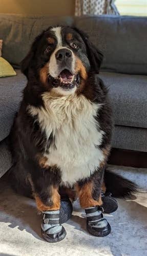 AllDogBoots - Wholesale Hondenlaarzen - Hond - Pawtrexx Zomer Hondenlaarsjes (Set van 2)6