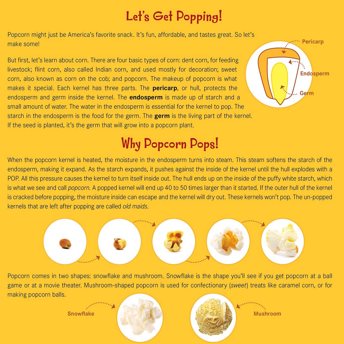 Sleeping Bear Press - Wholesale Preschool Book (3-5) - Let's Pop, Pop, Popcorn! Picture Book5