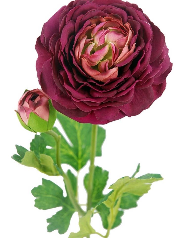 Renoncule X1 Bordeaux 54 cm (12) pour la vente par Aguilar Málaga