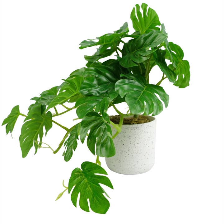 30cm Artificial Green Potted Monstera Trailing Plant for wholesale by Leaf Design UK LTD