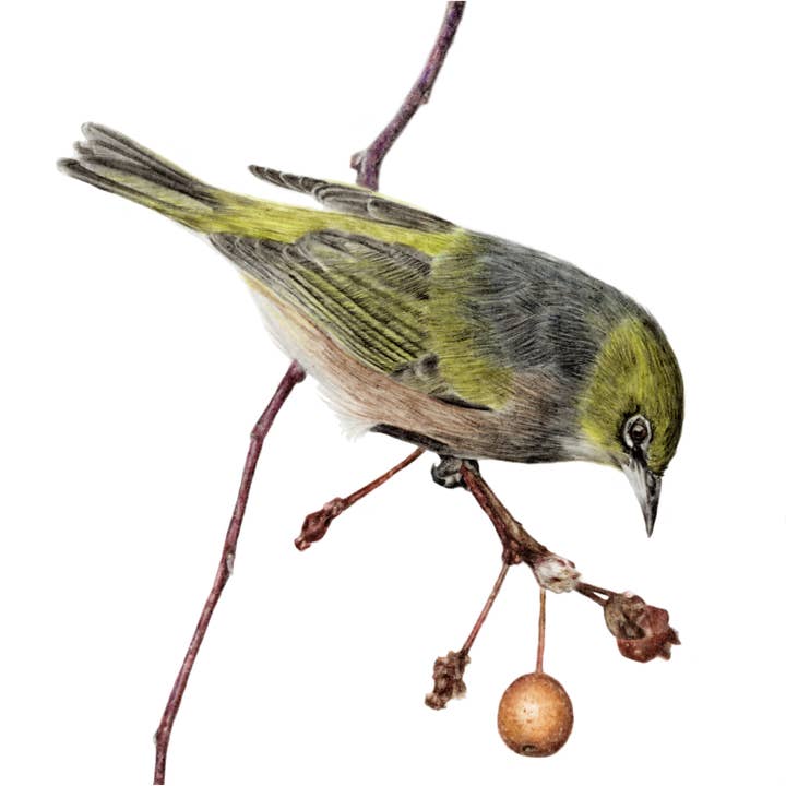 "Hanging by a Moment" Silvereye Backyard Bird Fine Art Print for wholesale by Jenna Chartrand Coloured Pencil Fine Artist