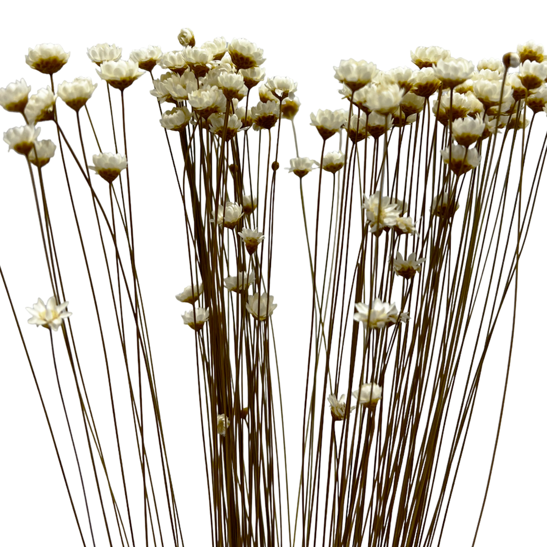 2626 Designs - Vendita all'ingrosso Fiori finti - Fiore Piccola Stella Preservato, 40-50 cm di lunghezza9