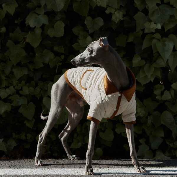 ARISTOPET – wholesale Hundjacka - Hund – Spencer-jacka för husdjur med vaddering och stilren design18