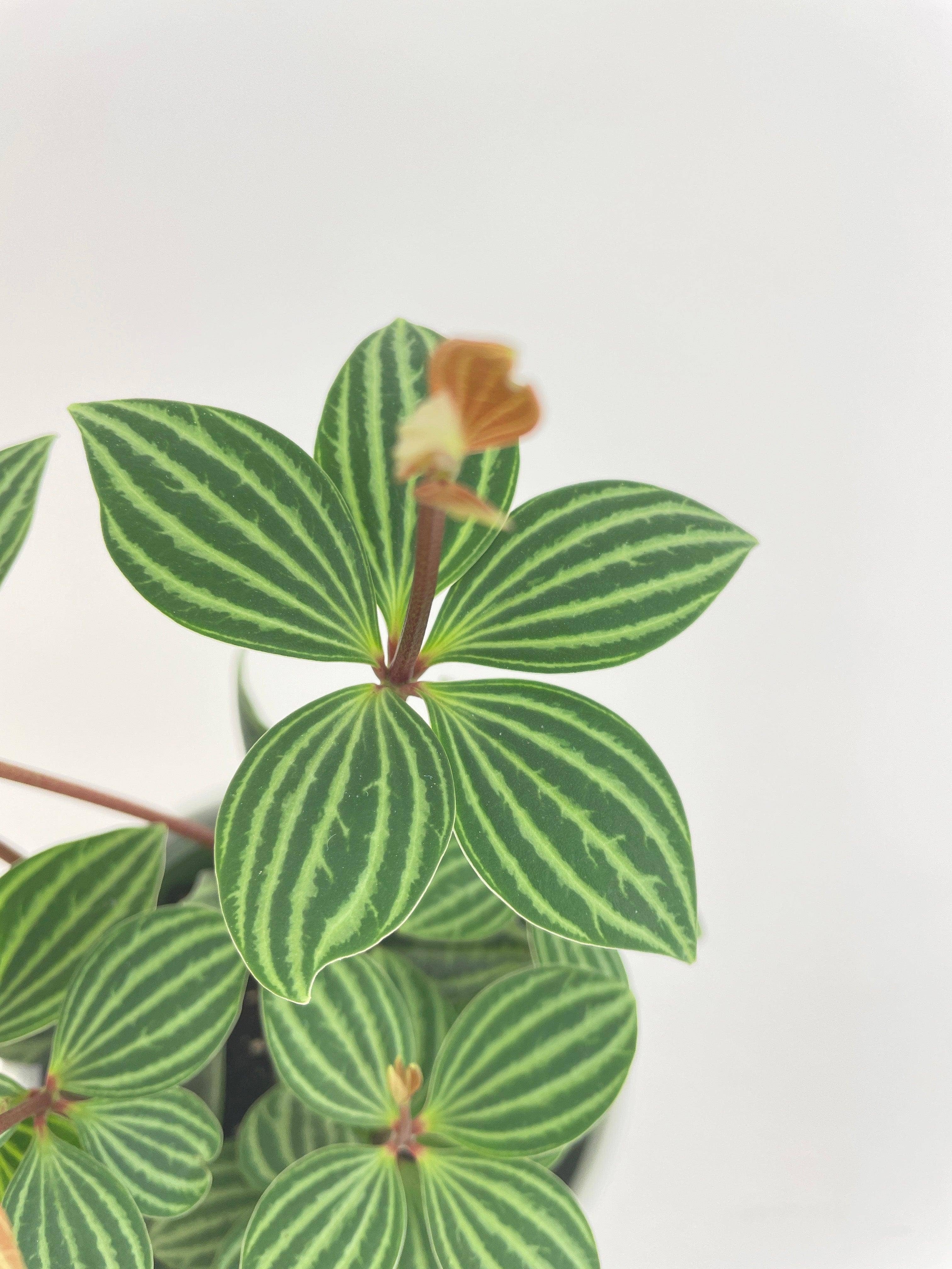 Bumble Plants - Wholesale Live Plant - Peperomia Puteolata Tetragona 'Parallel'1