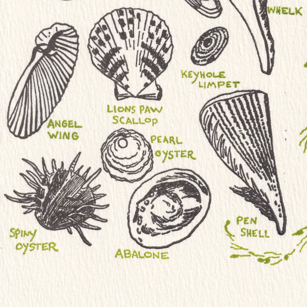 Saturn Press - Wholesale Everyday Greeting Card - Seashells2