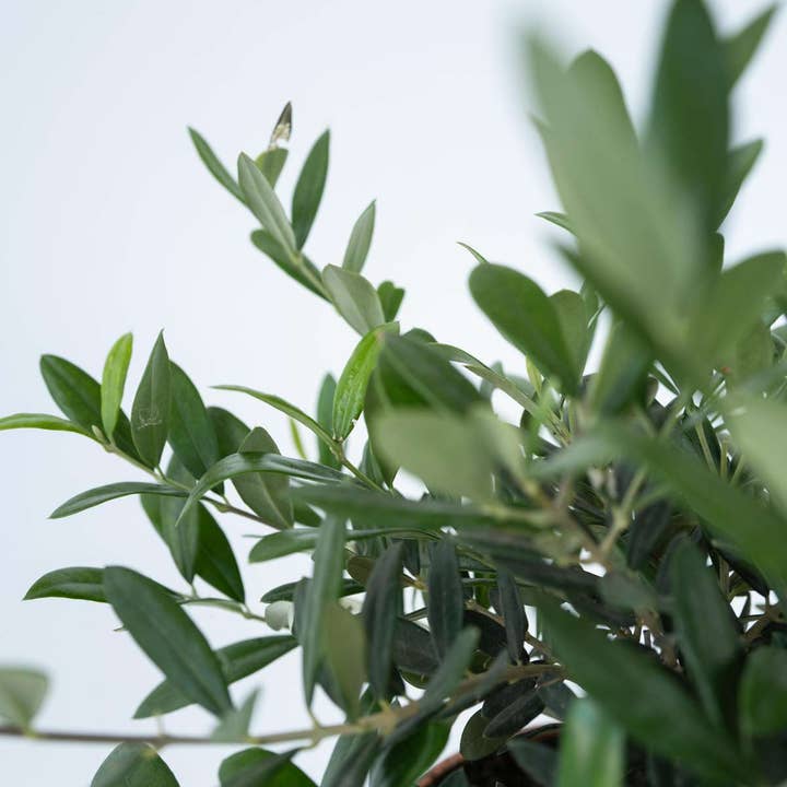 Oasis of Life – wholesale Live plant – Olive Tree – Olea Europaea – Height 30–40cm – Ø21cm – Real Olive Tree in Bonsai Style – Evergreen Mediterranean Plant for Garden, Terrace & Balcony4