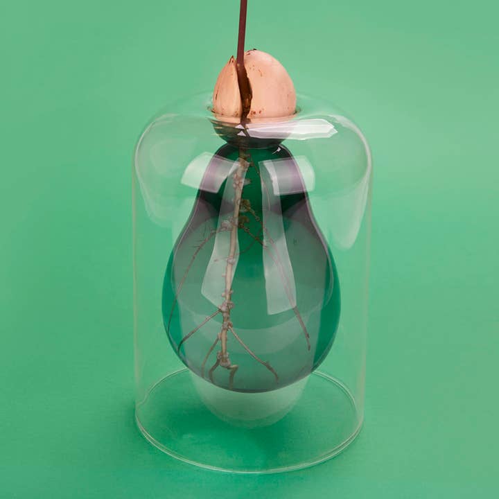 Balvi - Wholesale Vase - Avocado cultivator, Avocado Vase, green, glass7