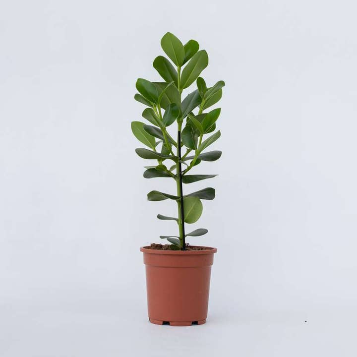 Oasis of Life - Wholesale Live plant - Clusia Balsam Apple – Clusia rosea 'Princess' – Height 50–60cm – Ø17cm – Air-purifying houseplant with large glossy leaves – Tropical green plant for living room & office0