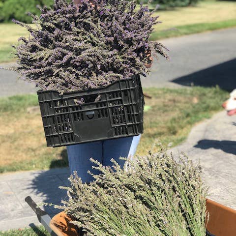 Purple Rain Lavender Farm - Wholesale Dried/Pressed Flowers - Dried french lavender bouquet