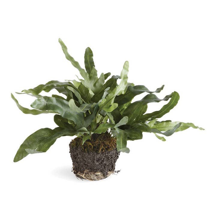 Echeveria Fern Drop-In 11.5" for wholesale by Napa Home & Garden