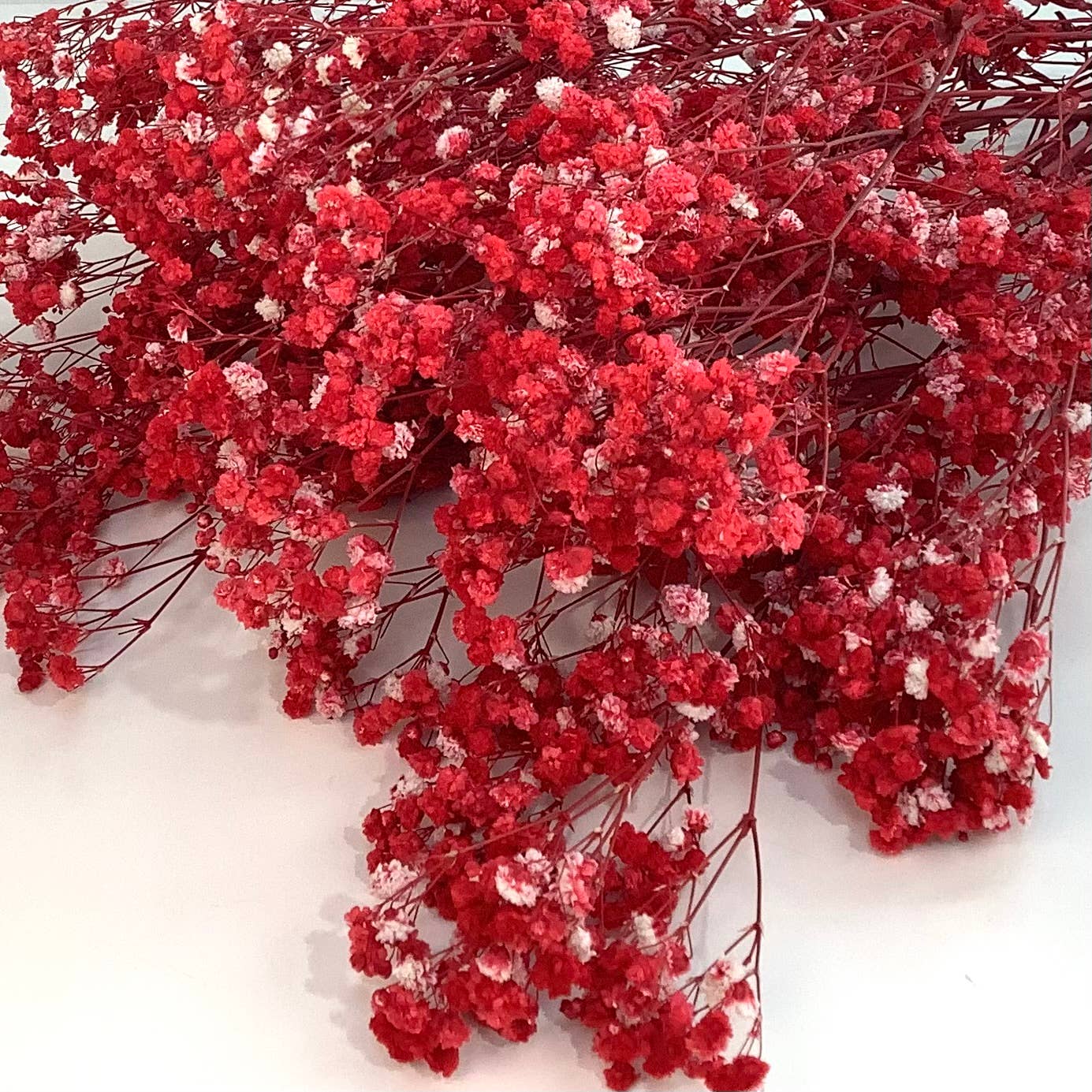 Honeybee and Blossom - Vendita all'ingrosso Fiori secchi/pressati - Fiori secchi per l'alito del bambino6