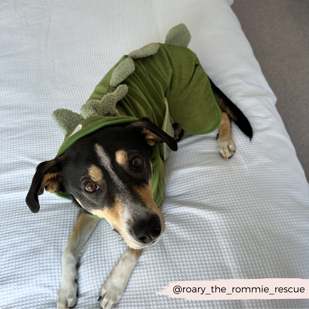 Cocopup London - Wholesale Pet Hoodie - Dog - Dinopup Drying Robe15