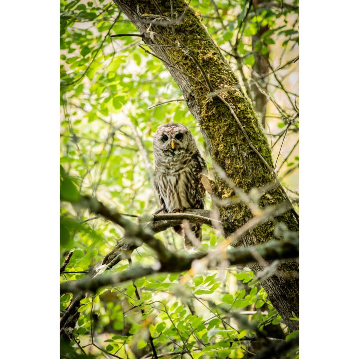 Impressão Fotográfica “Barred Owlet” • PNW, Corujas, Woodland por atacado de Andrea Morris Art