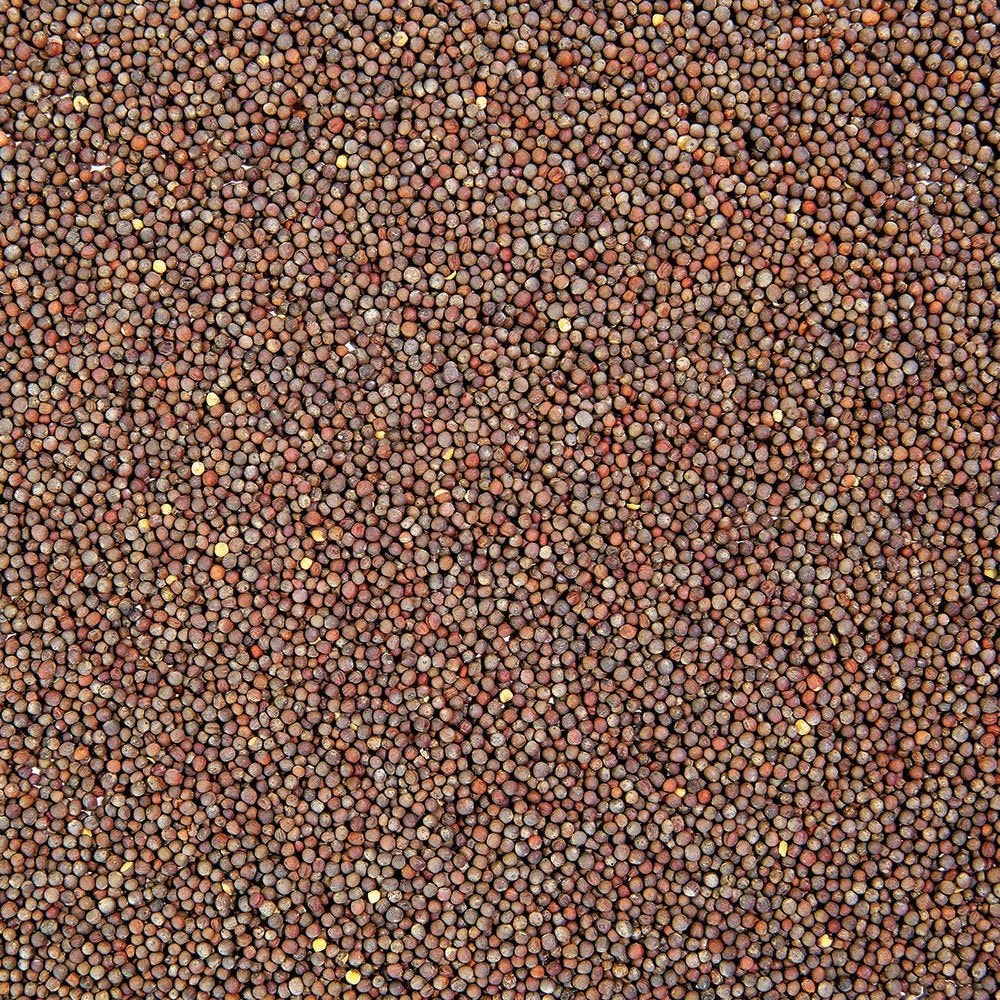 Sproutman - Vente Graines de plantes - Graines biologiques de brocoli pour germination1