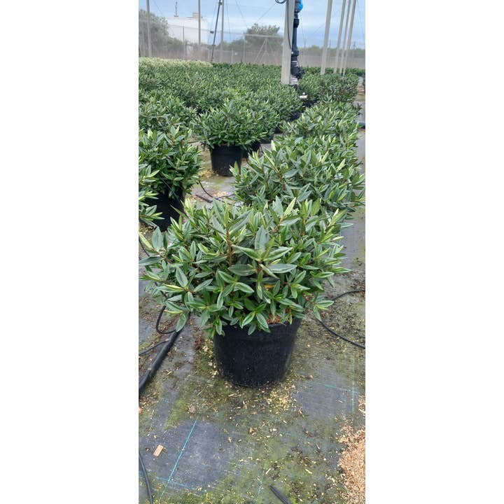 VIVERCID - Wholesale Live Plant - Hebe Veronica Verde