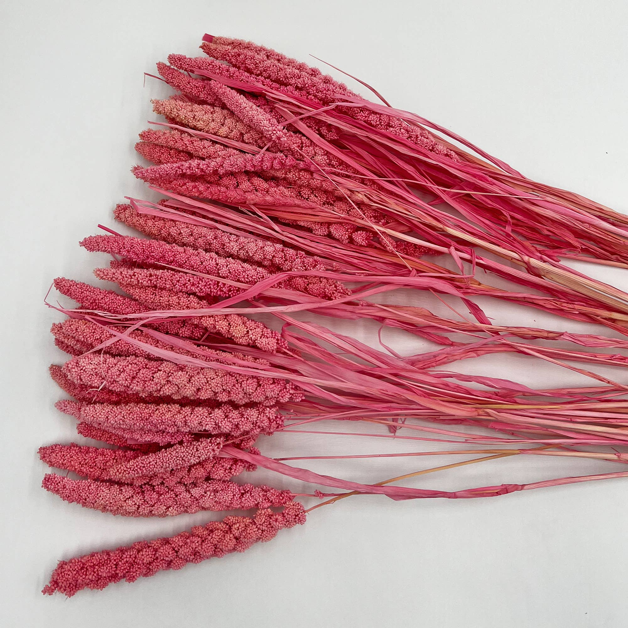 2626 Designs - Wholesale Dried/Pressed Flowers - Dried Preserved Millet Flower 21" Multiple Colors20