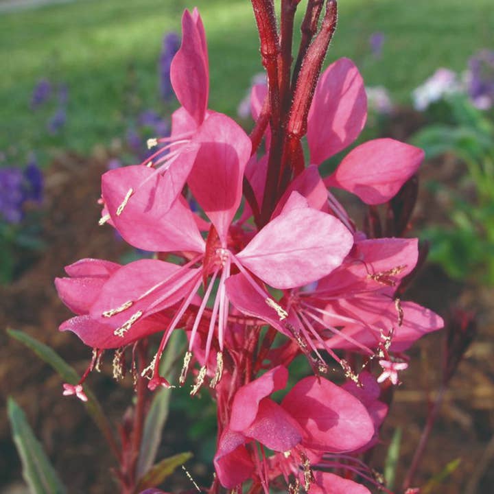 Gaura Bellezza Dark Pink per la vendita all'ingrosso da parte di VIVERCID