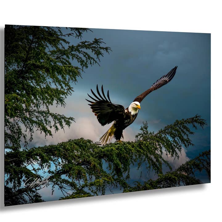 Art mural d'aigle chauve américain | Alaska | Faune pour la vente par Clifton Haley Photography