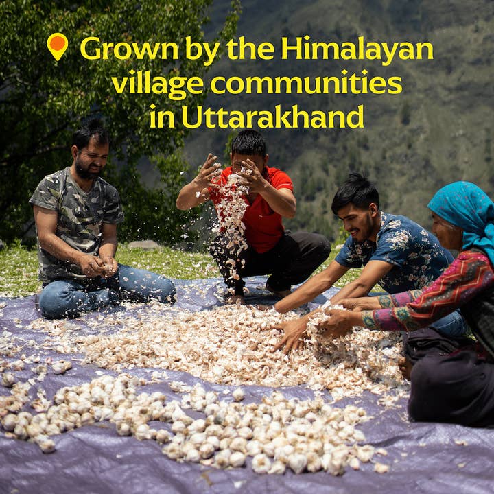 Diaspora Spice Co. - Wholesale Dried Spice - Pahadi Pink Garlic (Powder) - Single-Origin Spice1