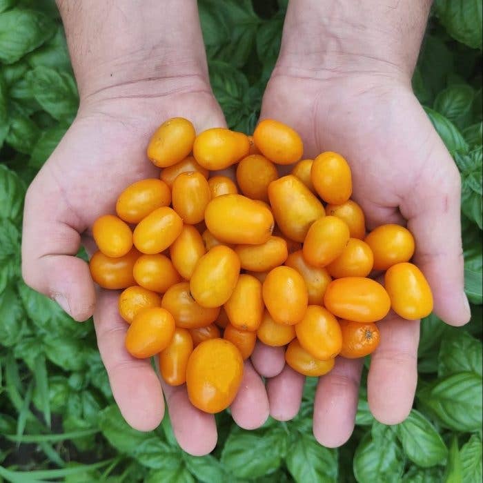 Cocco Food - Wholesale Pickled Vegetables - Datterino Giallo In Acqua Di Mare - Pasta dressing1