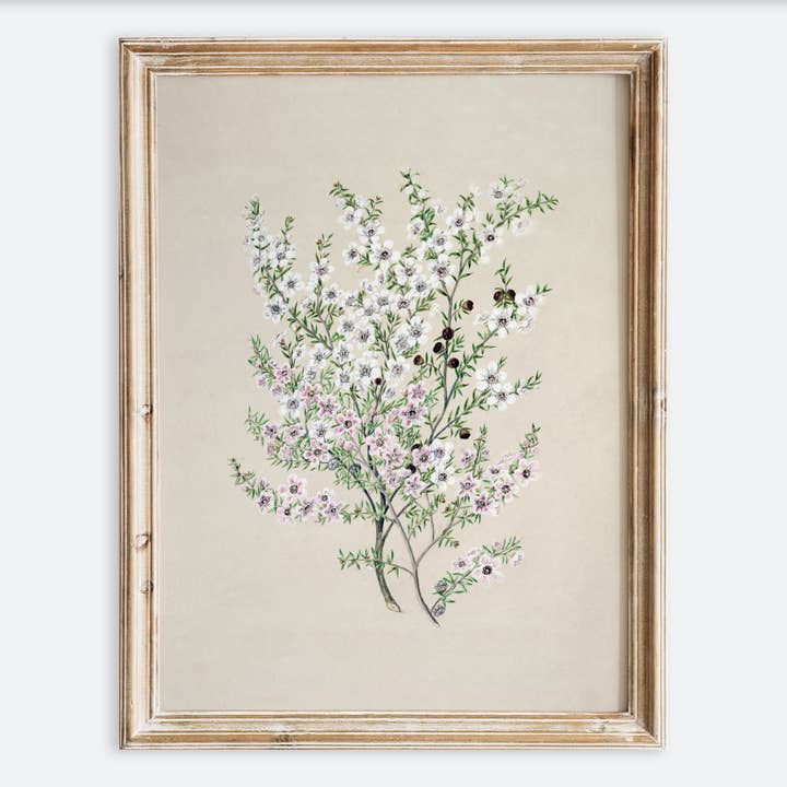 Vintage Botanical Flower Plant Foliage Art Print VP119 for wholesale by Sugar & Canvas