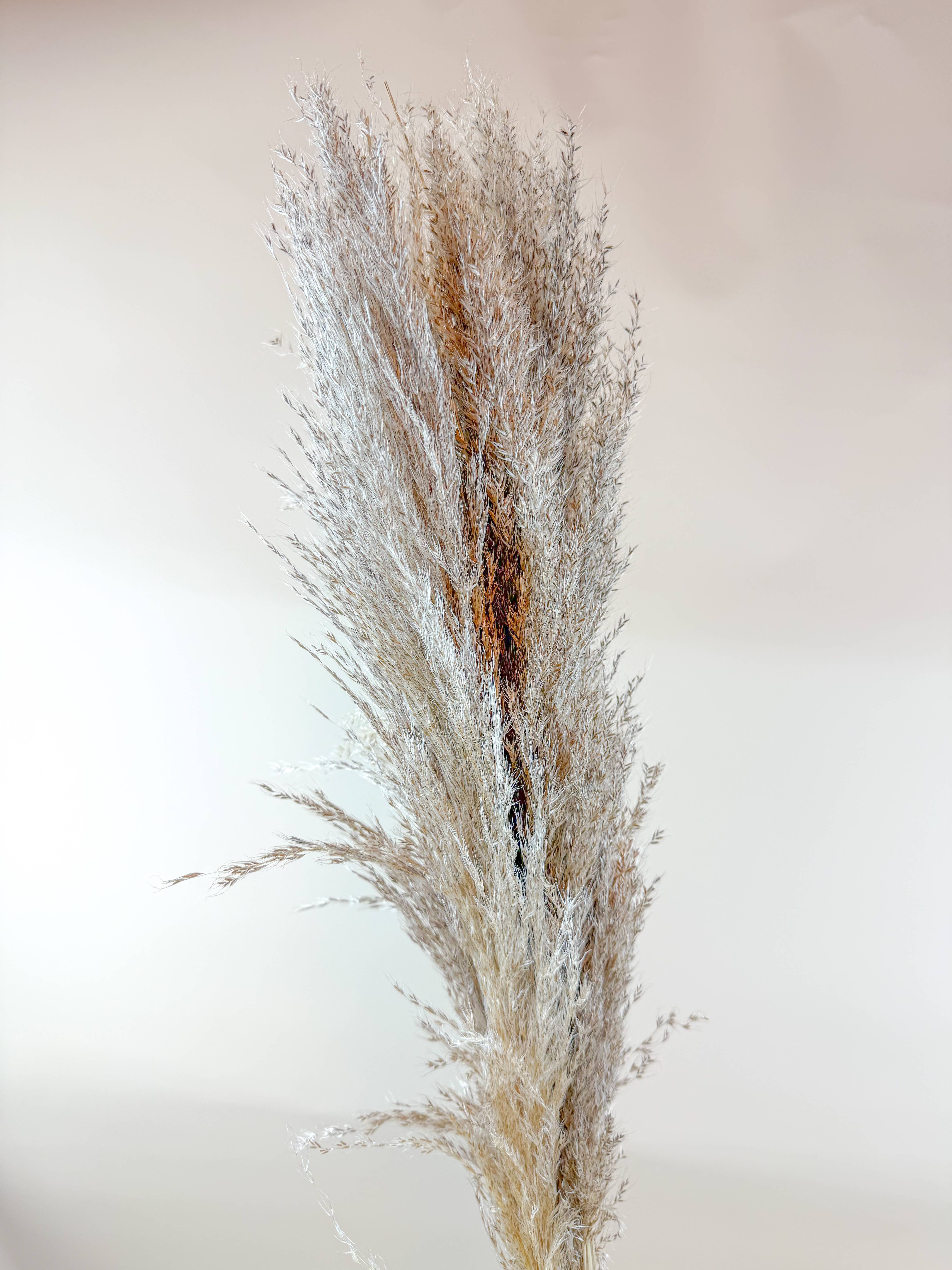 Lovejoy Farms Premium Dried Flowers - Wholesale Dried/Pressed Flowers - Pampas Grass (5 Stem) – Natural Dried Grass for Décor2