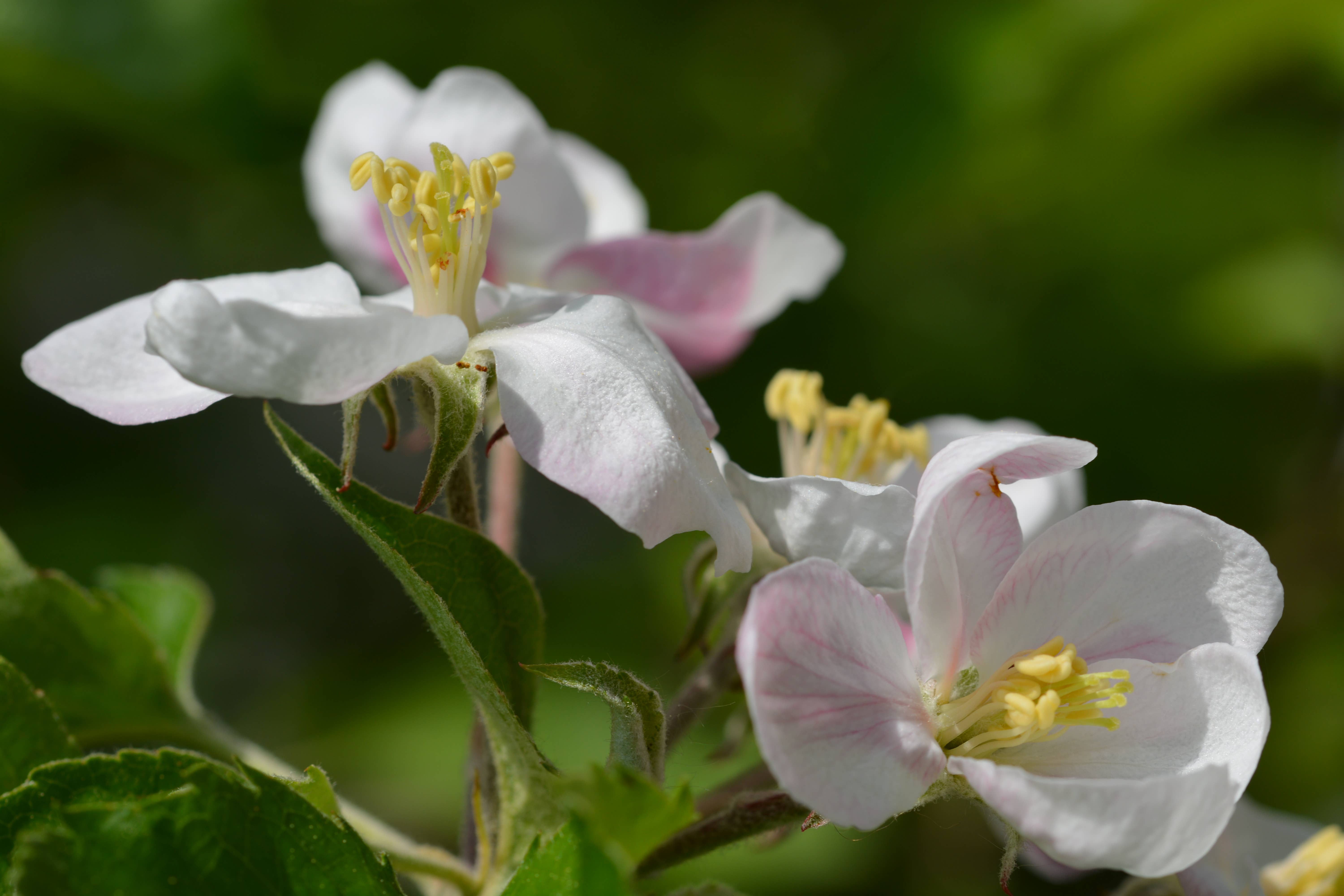 The Jonsteen Company - Vente Graines de plantes - Apple Tree | Kit de culture de semences7