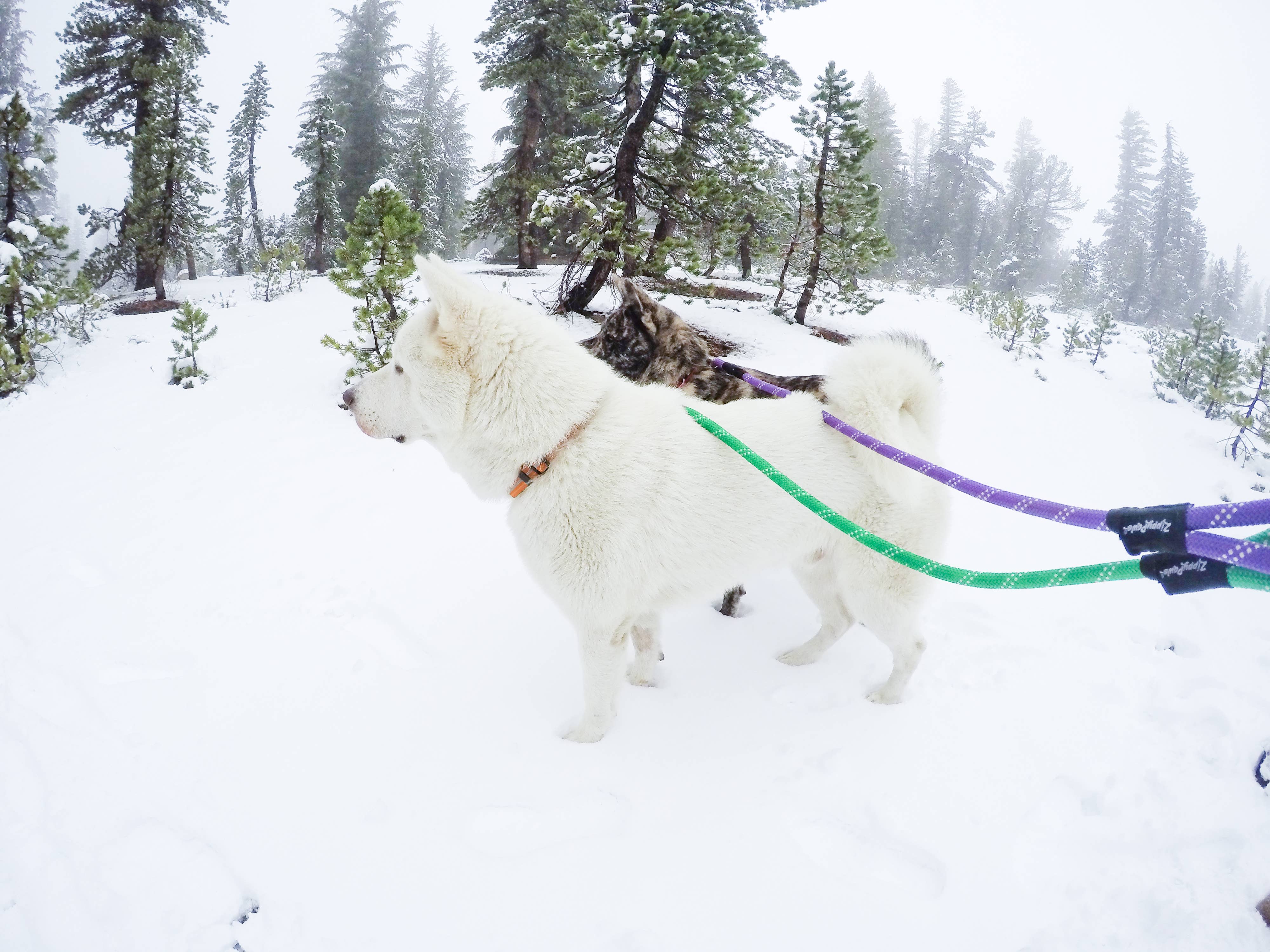 Only An Ocean Europe - Wholesale Pet Leash - Dog - ZippyPaws Climbers Dog Leash Original 6 Ft5