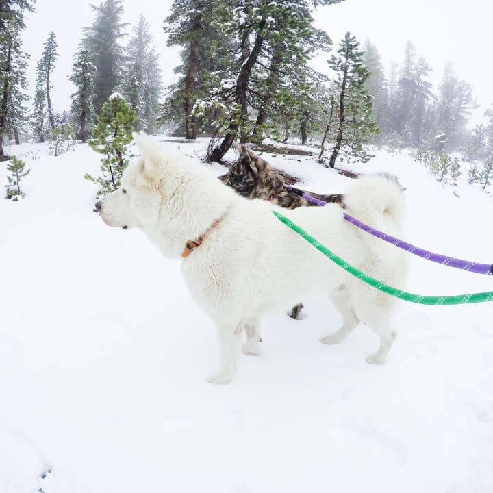 Only An Ocean Europe - Wholesale Pet Leash - Dog - ZippyPaws Climbers Dog Leash Original 6 Ft5