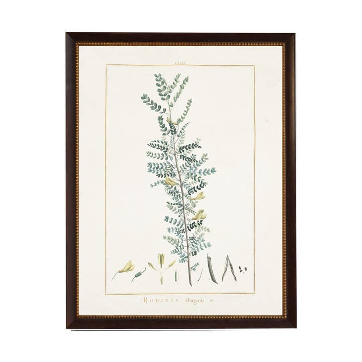 Robinia for wholesale by Antique Curiosities Inc