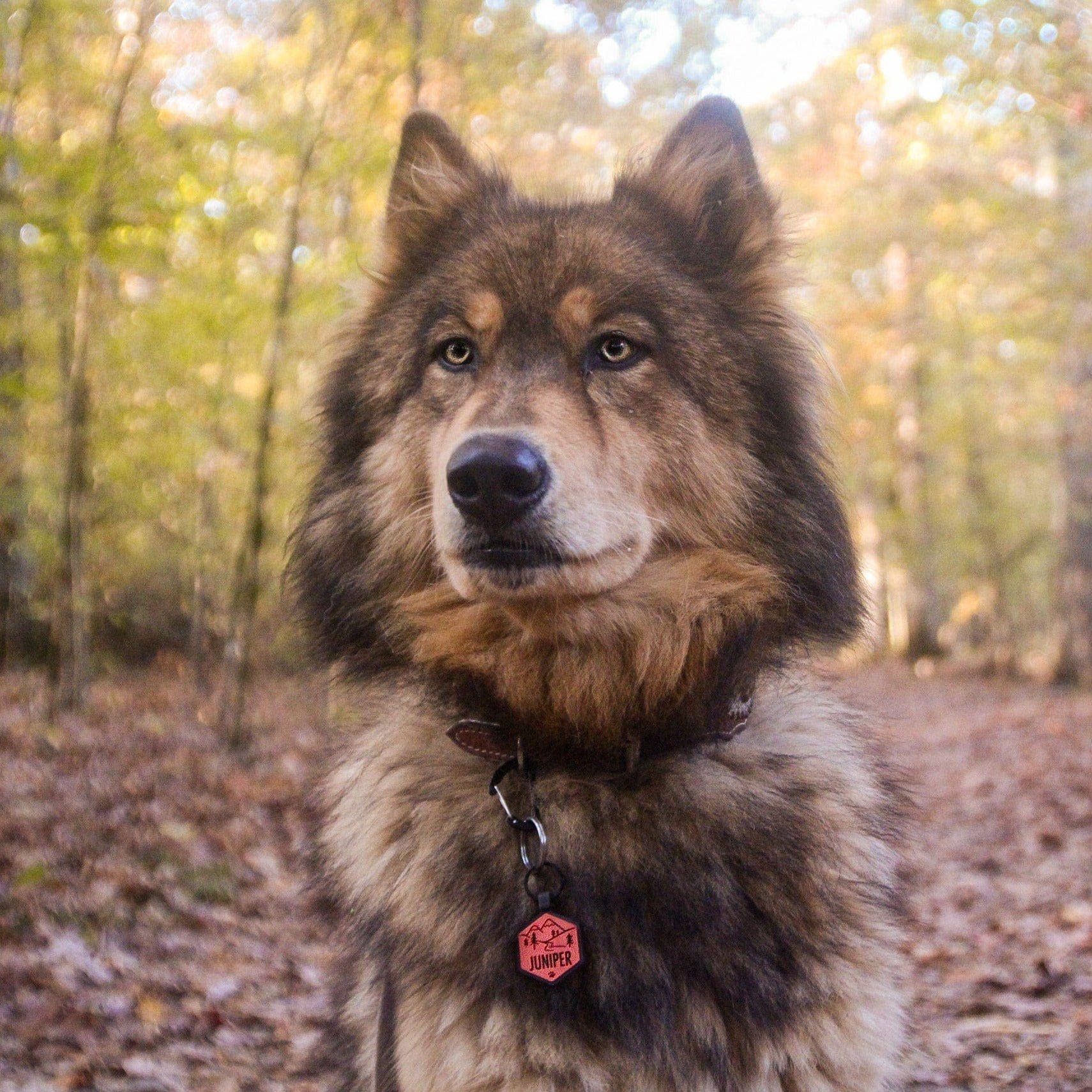 Besties Pets - Wholesale Pet Identification Tag - Cat/Dog - Stay Wild Silicone ID Tag7