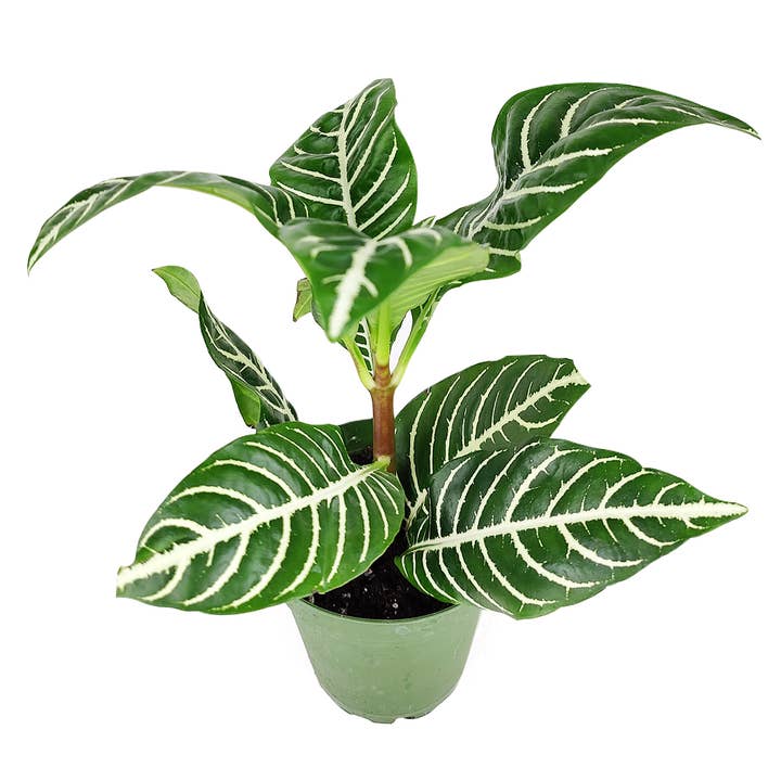 Best Plant Friend - Wholesale Live Plant - Aphelandra Zebra Plant - Live Tropical Plants - 4 inch Pot