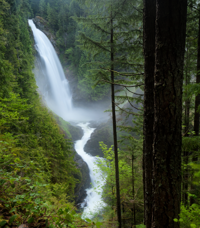 NorthWood Distributing - Wholesale Fragrance Oil - Pacific Woods - Premium Fragrance Oil0