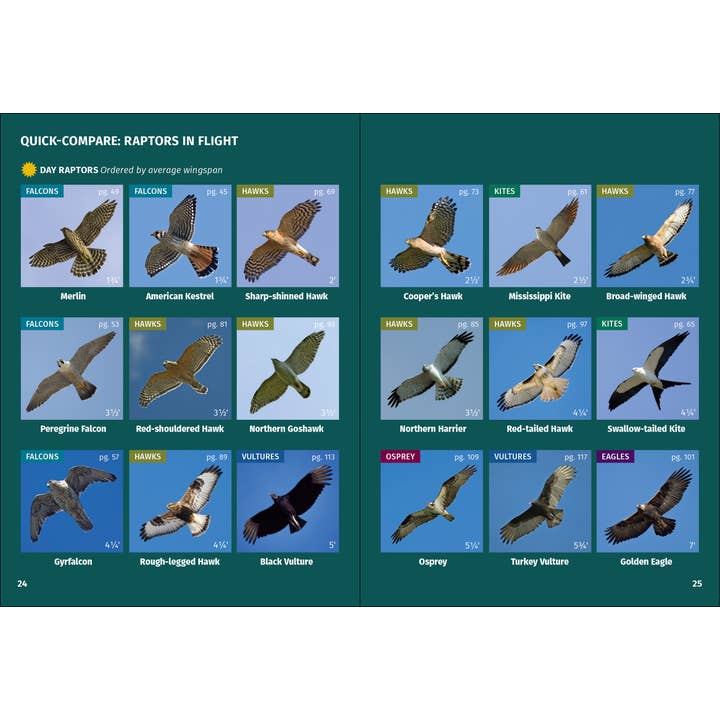 AdventureKEEN - Wholesale Nature & Outdoors - Birds of Prey of the Northeast Field Guide 2nd Edition4