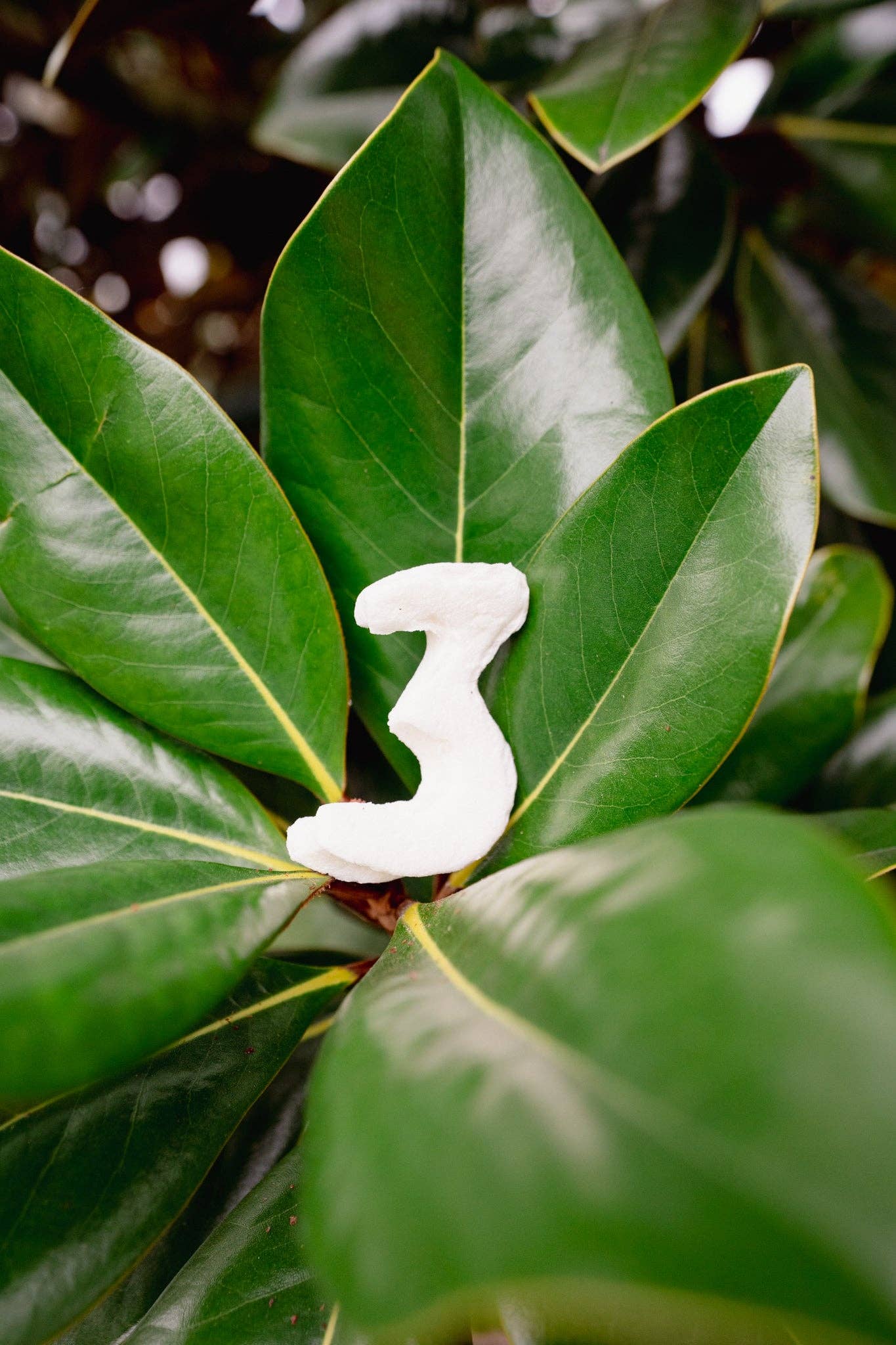 Love Liparu - Wholesale Pet Treats - Dog - MARSHMALLOW NUMBER | Freeze-Dried Dog + Cat Treat4