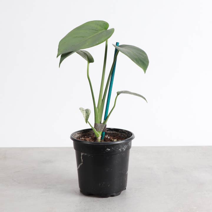 Mint Variegated Monstera - Reverted - 4" Live Plant for wholesale by Thorsen's Greenhouse