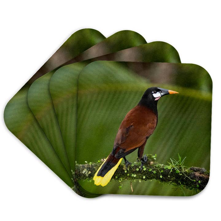 3dRose - Wholesale Coasters - 3dRose, Montezuma oropendola, Costa Rica, Central America, Coaster7