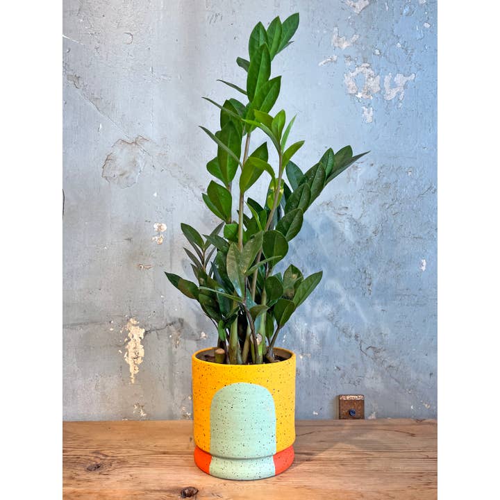 Stanley Chester & Albert Ceramics – Engroshandel Plantekrukke – Portal Plantemaskiner: Phoebe1