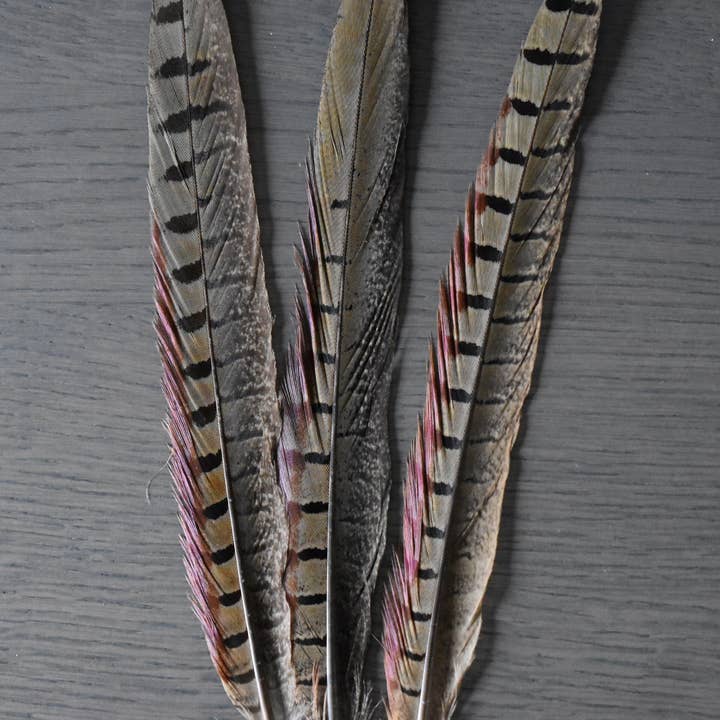 Plumes Naturelles - Vente Fleur séchée/pressée - Plumes de faisan de colchide