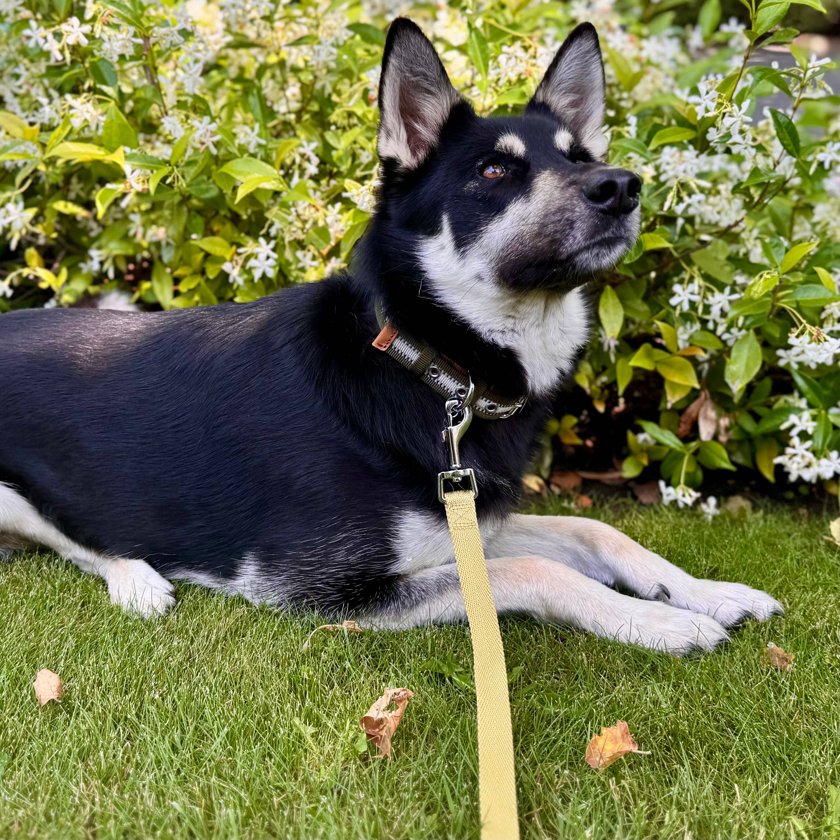 Blueberry Pet – wholesale Halsband - Hund – 3M Reflekterande Randig Hundhalsband – Hållbart & Stilfullt2