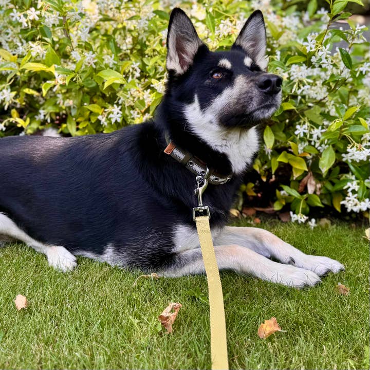 Blueberry Pet – wholesale Halsband - Hund – 3M Reflekterande Randig Hundhalsband – Hållbart & Stilfullt2