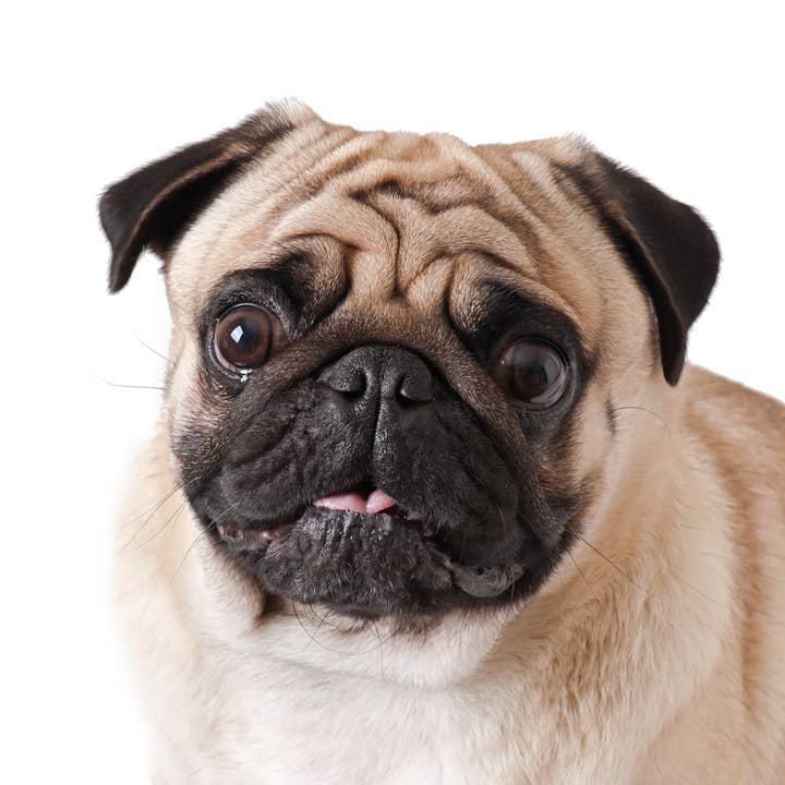 Cordoba Farms - Wholesale Pet Balm - Dog - WRINKLE RELIEF Balm3