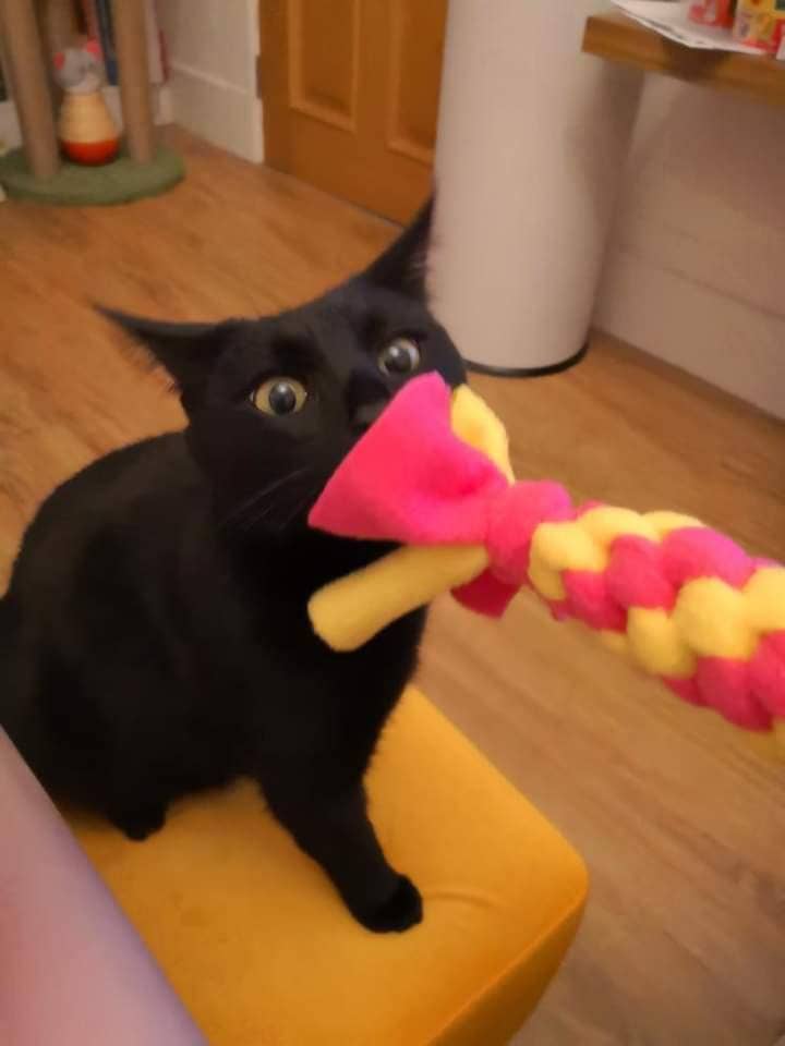 Thirty9Design – wholesale Pet rope toy – Dog – Dog tug toys7