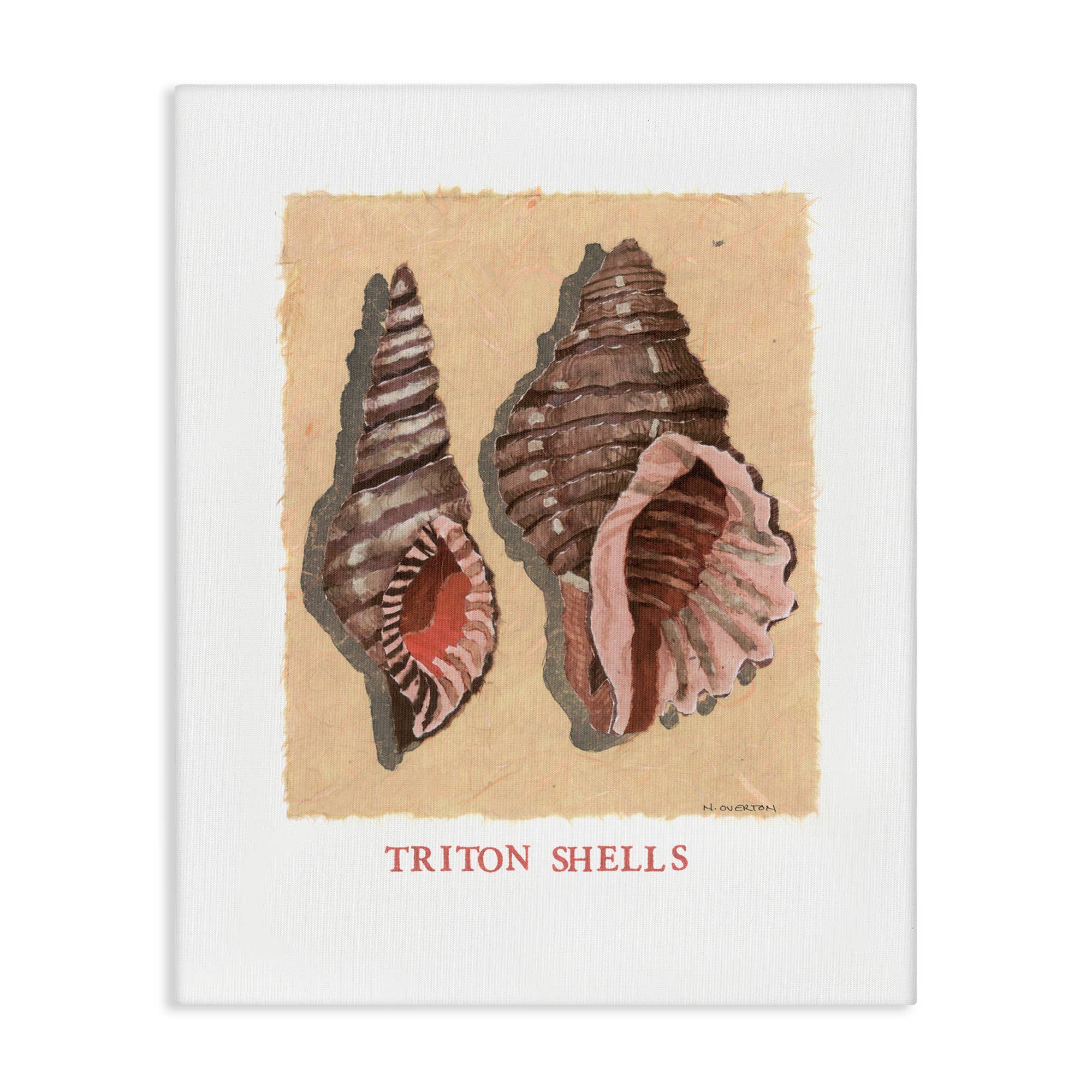 Stupell Industries - Wholesale Wall Sign - Triton Shell Pair - Unframed Wall Art5