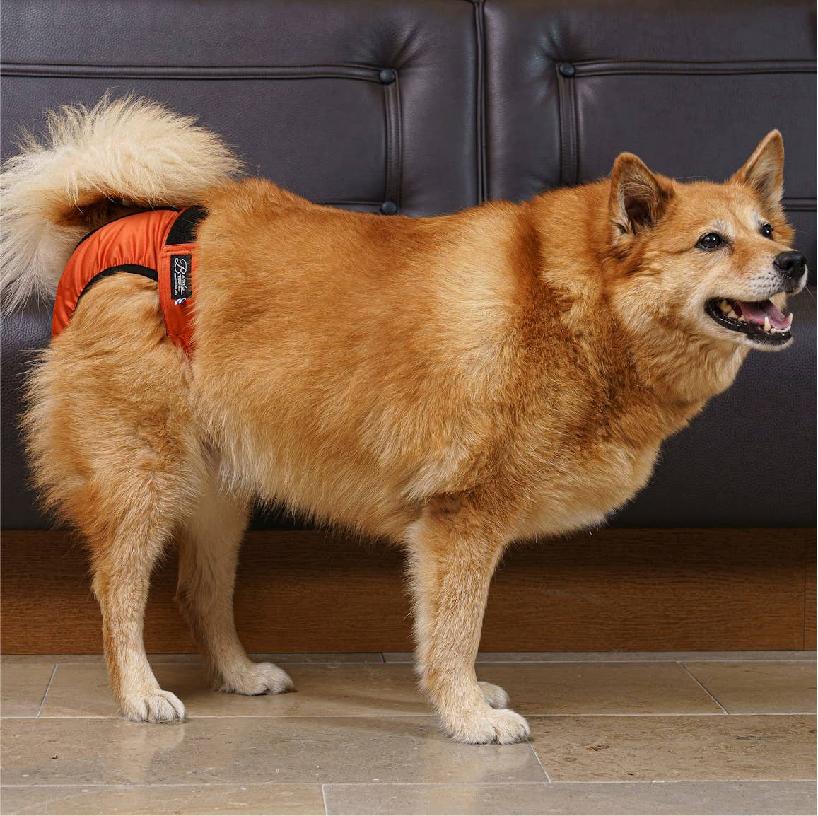 FINNERO - Wholesale Pet Diaper - Dog - FINNERO BRENDA Dog Hygiene pants, 3 colors, Washable Diaper13