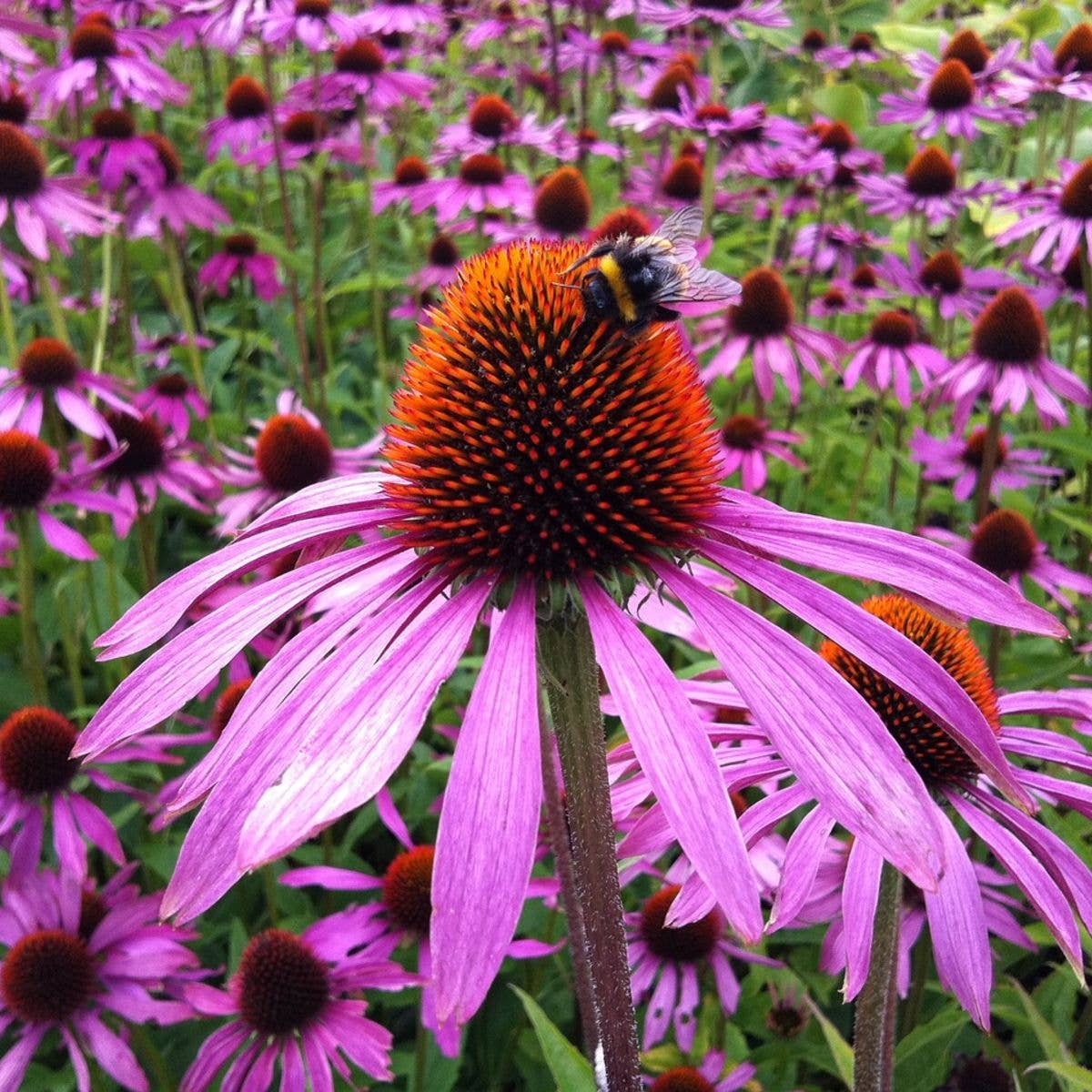 Sow the Magic - Wholesale Plant seeds - Strength in Echinacea Flower Tarot Seed Packet1